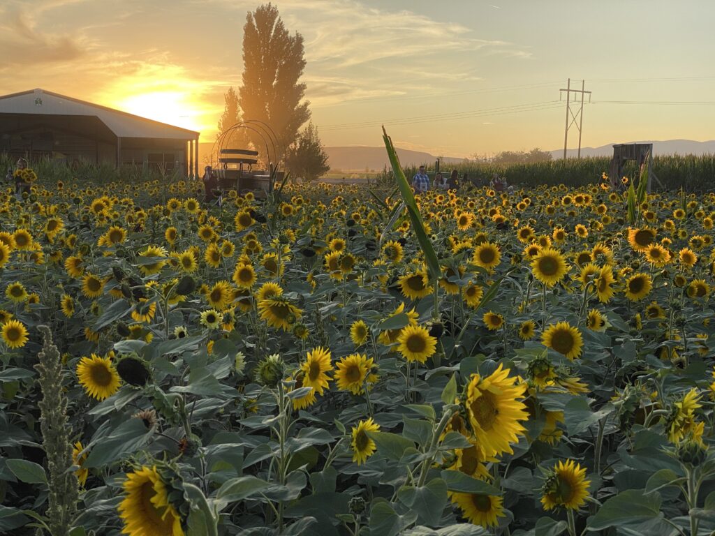 A giant patch of sunflowers with photo ops, rides, food, and plenty of activities for families with kids of all ages makes this a go-to fall destination for all things fall fun. - dependable van rentals