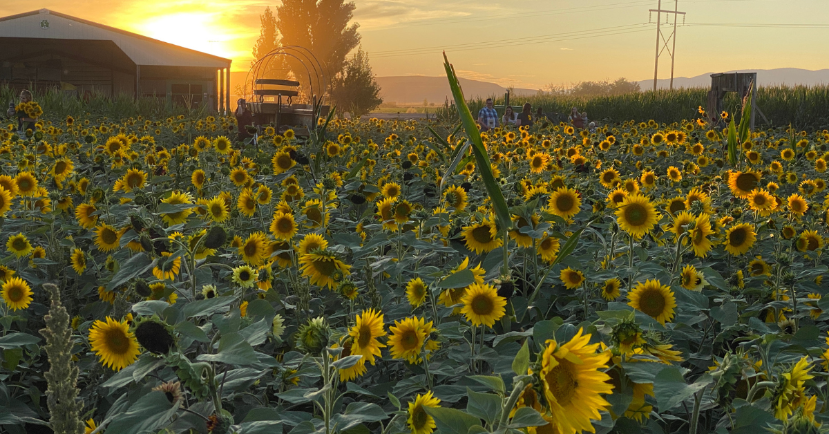 Sunflower Festival Delight: A Cornbelly’s Autumn Adventure